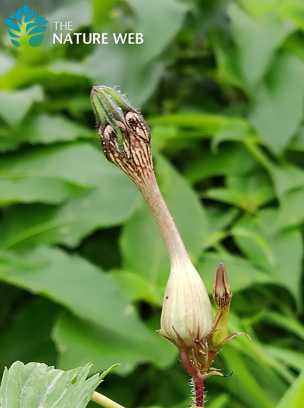 Peacock Ceropegia